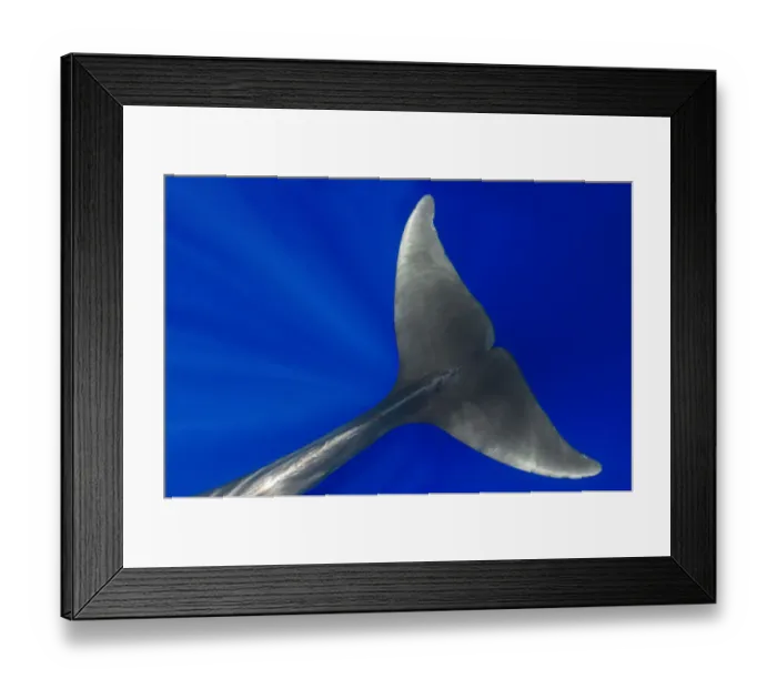 Framed Print : Pilot whale (Globicephala macorhynchus) close-up of submerged adult Framed Print : Pilot whale (Globicephala macorhynchus) close-up of submerged adult