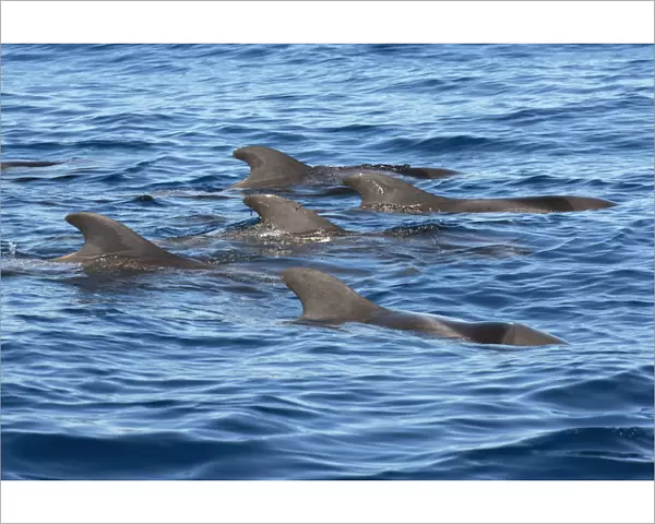 Pilot whale (Globicephala macorhynchus) group at surface. Tenerife, Canary Islands