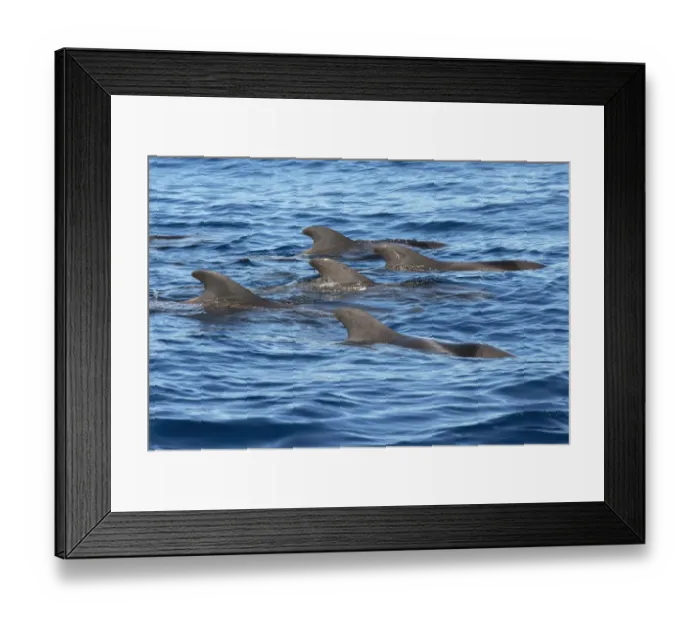 Framed Print : Pilot whale (Globicephala macorhynchus) group at surface. Tenerife, Canary Islands Framed Print : Pilot whale (Globicephala macorhynchus) group at surface. Tenerife, Canary Islands