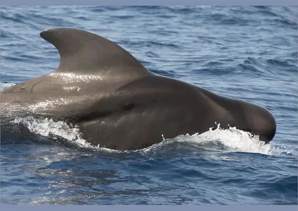 Pilot whale (Globicephala macorhynchus) at surface before diving, Tenerife