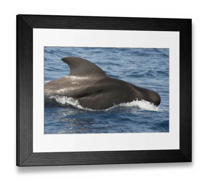 Framed Print : Pilot whale (Globicephala macorhynchus) at surface before diving, Tenerife Framed Print : Pilot whale (Globicephala macorhynchus) at surface before diving, Tenerife