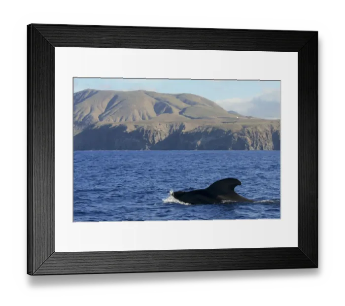 Framed Print : Pilot whale (Globicephala macorhynchus) at surface. Montana de Guaza, Tenerife Framed Print : Pilot whale (Globicephala macorhynchus) at surface. Montana de Guaza, Tenerife