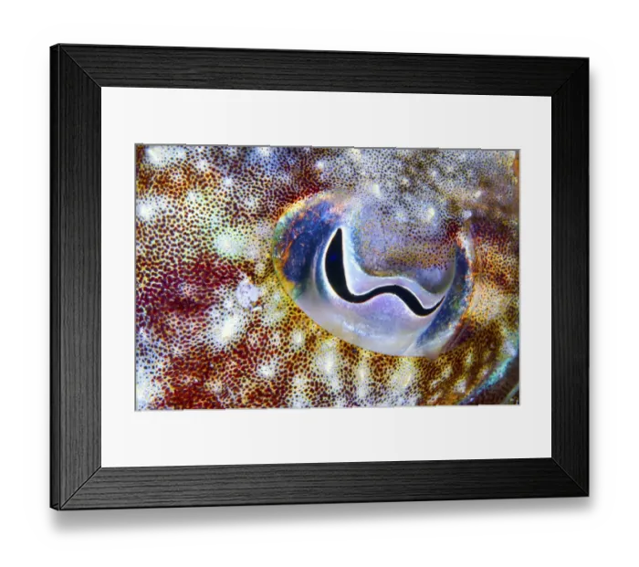 Framed Print : Cuttlefish (Sepia officinalis) close up of eye, Tenerife, Canary Islands Framed Print : Cuttlefish (Sepia officinalis) close up of eye, Tenerife, Canary Islands