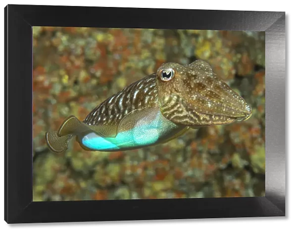 Cuttlefish (Sepia officinalis) changing its colour to a bright blue, Tenerife