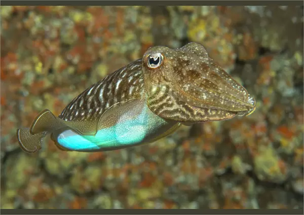 Cuttlefish (Sepia officinalis) changing its colour to a bright blue, Tenerife