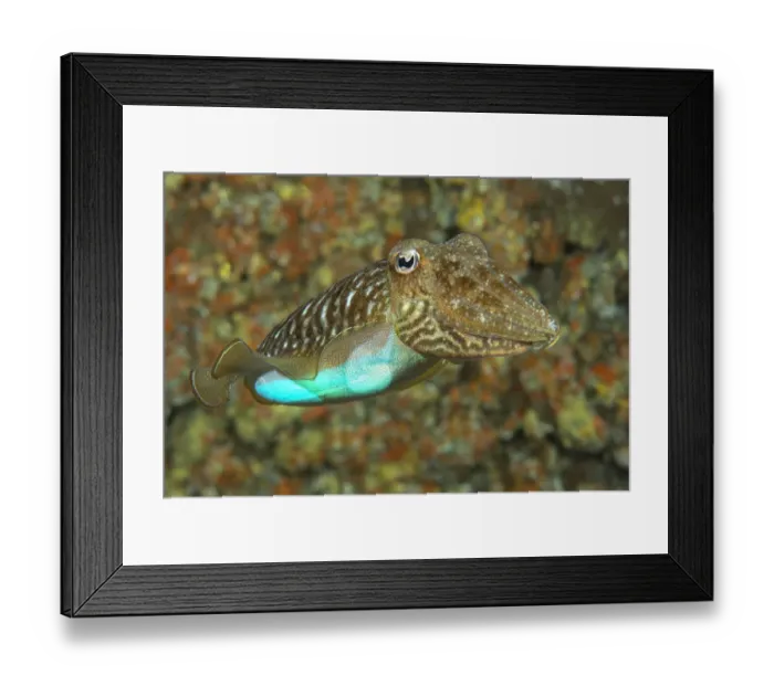Framed Print : Cuttlefish (Sepia officinalis) changing its colour to a bright blue, Tenerife Framed Print : Cuttlefish (Sepia officinalis) changing its colour to a bright blue, Tenerife