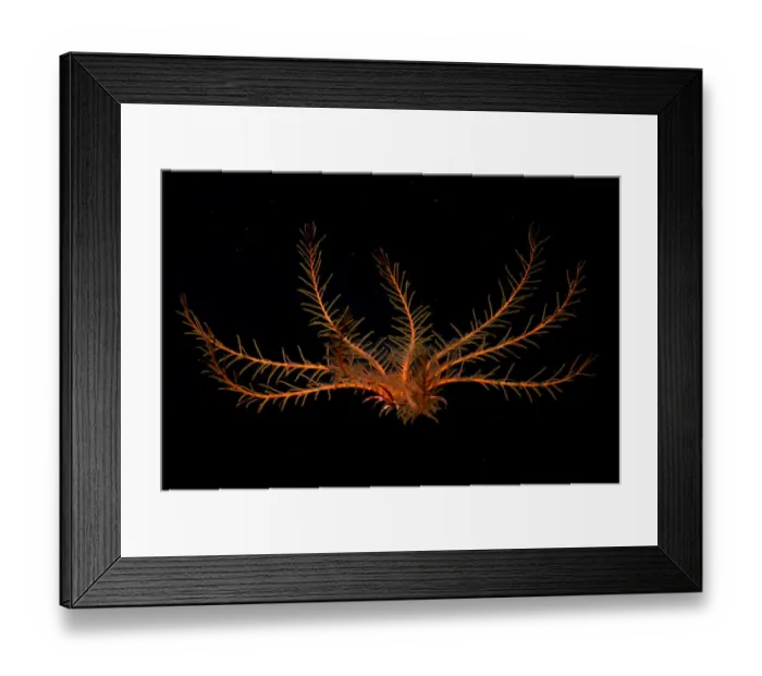 Framed Print : Atlantic feather star (Antedon bifida) Tenerife, Canary Islands Framed Print : Atlantic feather star (Antedon bifida) Tenerife, Canary Islands