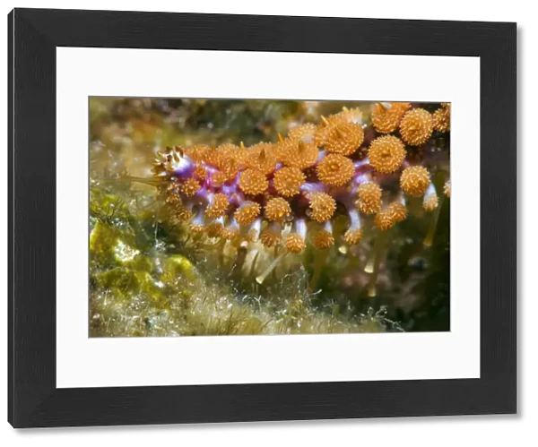 Blue starfish (Coscinasterias tenuispina) close up of arm with tube feet, Tenerife