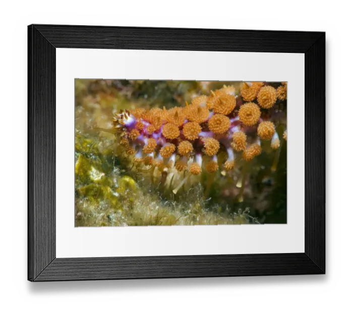 Framed Print : Blue starfish (Coscinasterias tenuispina) close up of arm with tube feet, Tenerife Framed Print : Blue starfish (Coscinasterias tenuispina) close up of arm with tube feet, Tenerife