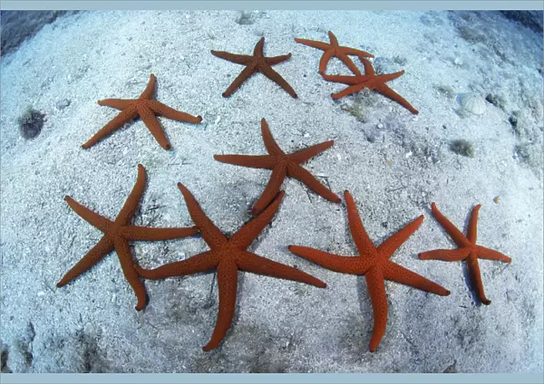 Red starfish (Echinaster sepositus) group on sea floor, Tenerife, Canary Islands