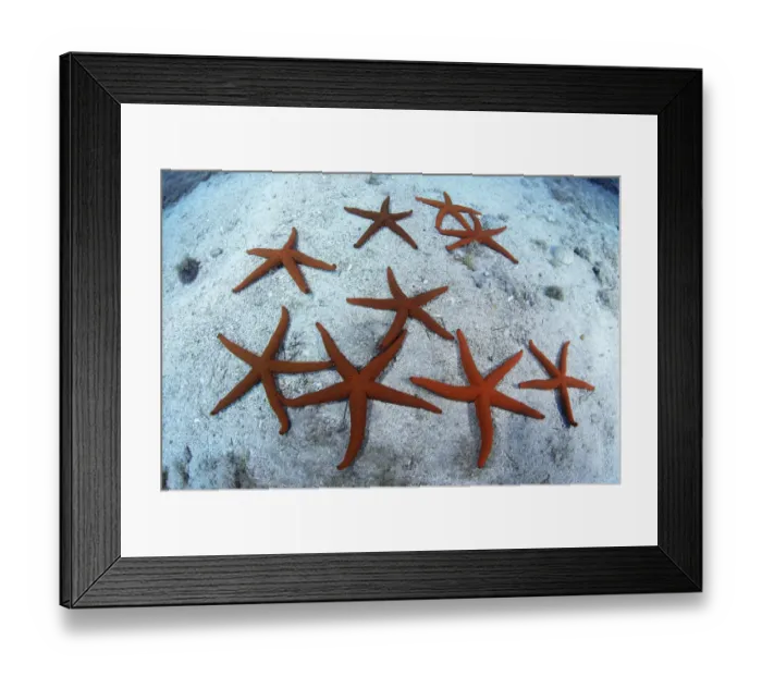 Framed Print : Red starfish (Echinaster sepositus) group on sea floor, Tenerife, Canary Islands Framed Print : Red starfish (Echinaster sepositus) group on sea floor, Tenerife, Canary Islands