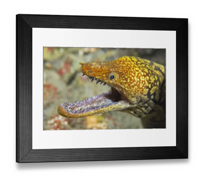 Framed Print : Tiger moray (Enchelycore anatina) portrait, Tenerife, Canary Islands Framed Print : Tiger moray (Enchelycore anatina) portrait, Tenerife, Canary Islands