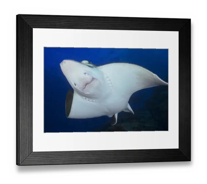 Framed Print : Duckbill ray (Pteromylaeus bovinus) Tenerife, Canary Islands Framed Print : Duckbill ray (Pteromylaeus bovinus) Tenerife, Canary Islands
