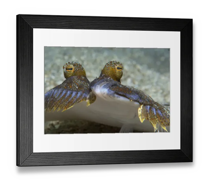 Framed Print : Wide-eyed flounder (Bothus podas) portrait showing eyes above head, Tenerife Framed Print : Wide-eyed flounder (Bothus podas) portrait showing eyes above head, Tenerife