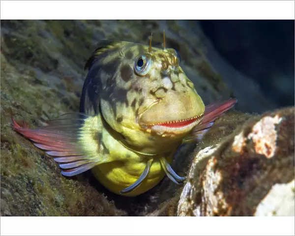 Red-lipped blenny (Ophioblennius atlanticus) portrait, Tenerife, Canary Islands