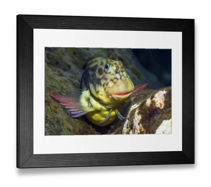 Framed Print : Red-lipped blenny (Ophioblennius atlanticus) portrait, Tenerife, Canary Islands Framed Print : Red-lipped blenny (Ophioblennius atlanticus) portrait, Tenerife, Canary Islands
