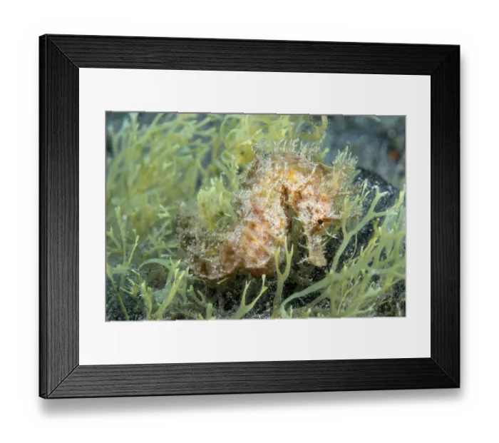 Framed Print : Short-snouted seahorse (Hippocampus hippocampus)Tenerife, Canary Islands Framed Print : Short-snouted seahorse (Hippocampus hippocampus)Tenerife, Canary Islands