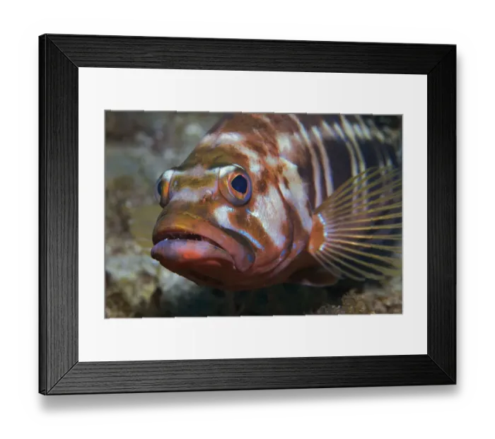 Framed Print : Blacktail comber (Serranus atricauda) portrait, Tenerife, Canary Islands Framed Print : Blacktail comber (Serranus atricauda) portrait, Tenerife, Canary Islands