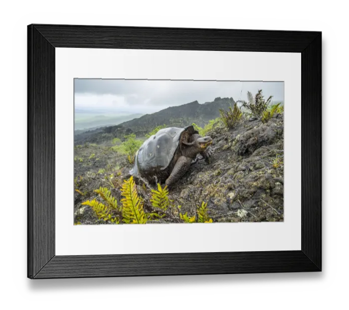 Framed Print : Wolf giant tortoise (Chelonoidis becki) in habitat. Hybrids of mixed parentage with Framed Print : Wolf giant tortoise (Chelonoidis becki) in habitat. Hybrids of mixed parentage with
