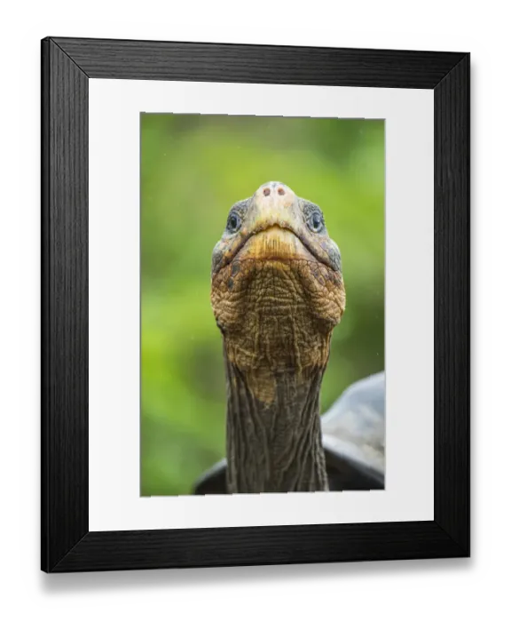 Framed Print : Wolf giant tortoise (Chelonoidis becki) portrait. Wolf Volcano, Isabela Island, Galapagos Framed Print : Wolf giant tortoise (Chelonoidis becki) portrait. Wolf Volcano, Isabela Island, Galapagos