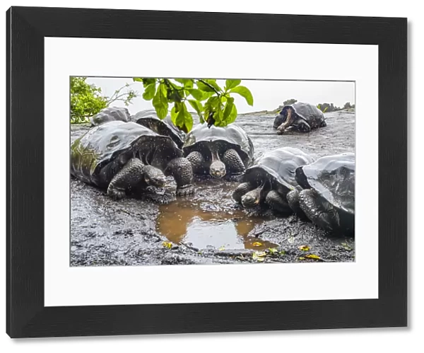 Wolf giant tortoise (Chelonoidis becki) group drinking from small puddles formed by fine