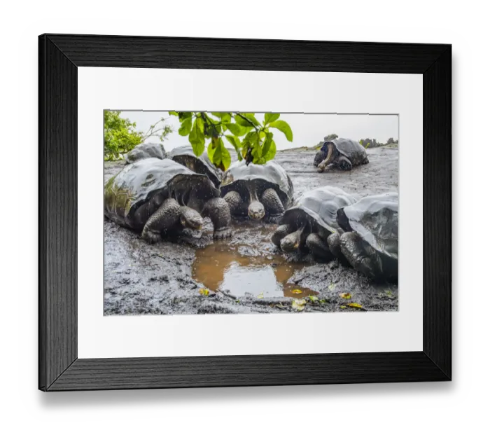 Framed Print : Wolf giant tortoise (Chelonoidis becki) group drinking from small puddles formed by fine