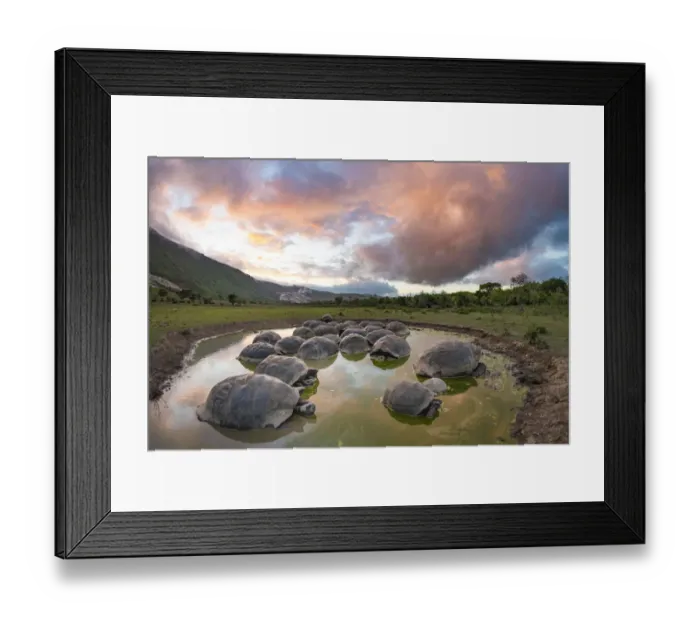 Framed Print : Alcedo giant tortoise (Chelonoidis vandenburghi), Alcedo Volcano, Isabela Island Framed Print : Alcedo giant tortoise (Chelonoidis vandenburghi), Alcedo Volcano, Isabela Island