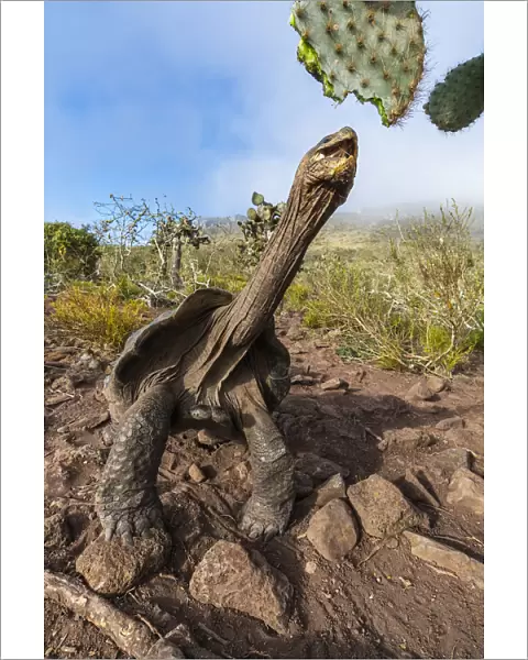 Pinzon giant tortoise (Chelonoidis duncanensis), saddleback type typical of arid island