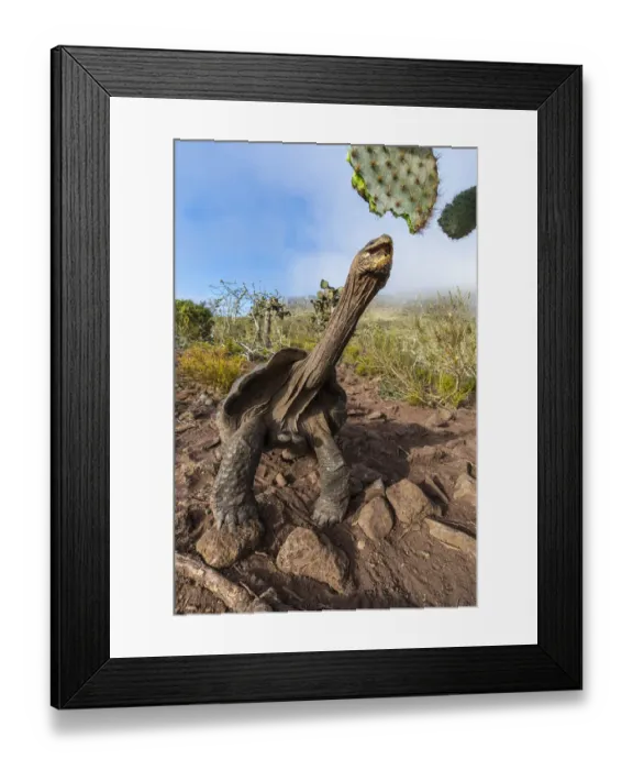 Framed Print : Pinzon giant tortoise (Chelonoidis duncanensis), saddleback type typical of arid island Framed Print : Pinzon giant tortoise (Chelonoidis duncanensis), saddleback type typical of arid island