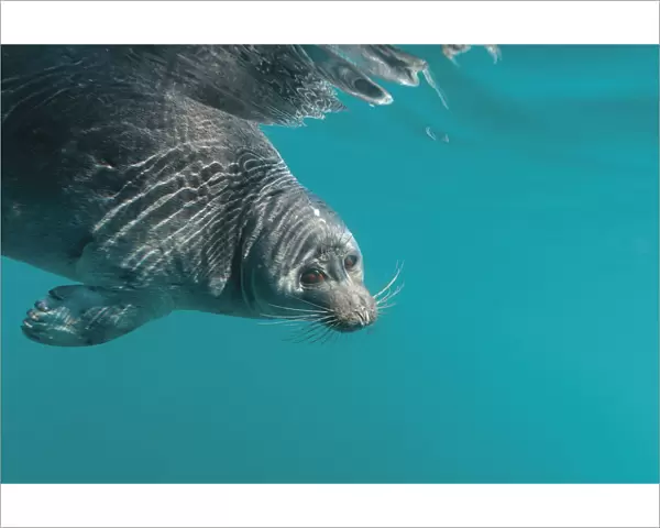 Baikal seal (Pusa sibirica) underwater, endemic to Lake Baikal, Siberia, Russia. July