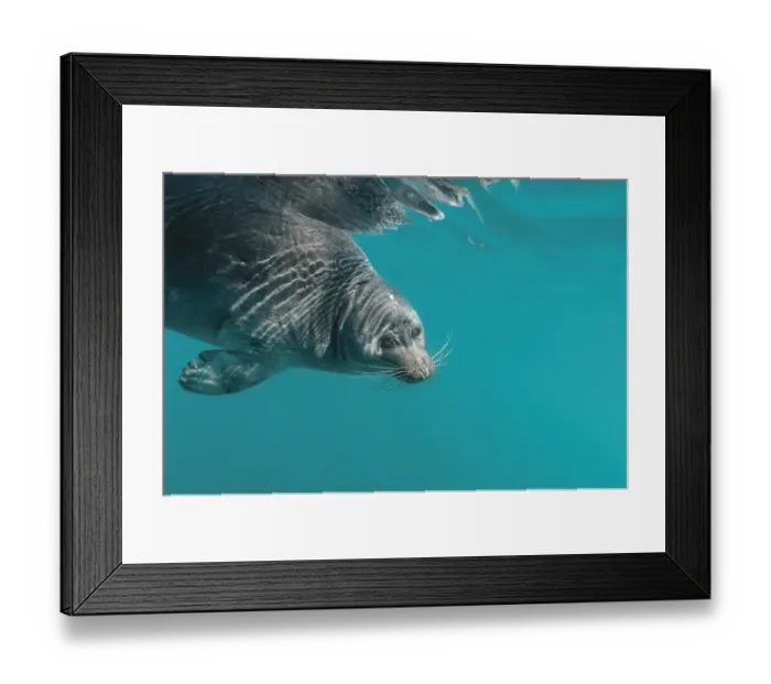 Framed Print : Baikal seal (Pusa sibirica) underwater, endemic to Lake Baikal, Siberia, Russia. July Framed Print : Baikal seal (Pusa sibirica) underwater, endemic to Lake Baikal, Siberia, Russia. July