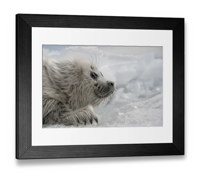 Framed Print : Baikal seal (Pusa sibirica) pup on ice, endemic species. Lake Baikal, Russia, April Framed Print : Baikal seal (Pusa sibirica) pup on ice, endemic species. Lake Baikal, Russia, April