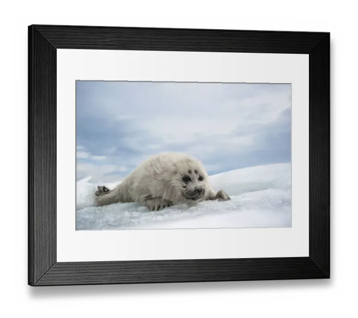 Framed Print : Baikal seal (Pusa sibirica) pup on ice, endemic species. Lake Baikal, Russia, April Framed Print : Baikal seal (Pusa sibirica) pup on ice, endemic species. Lake Baikal, Russia, April