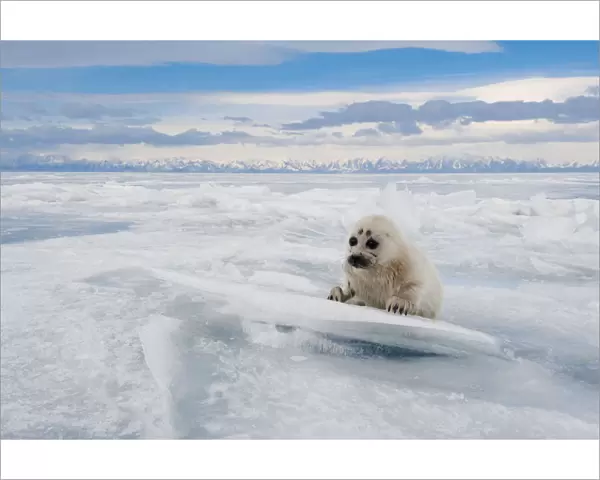Baikal seal (Pusa sibirica) pup on ice, endemic species. Lake Baikal, Russia, April