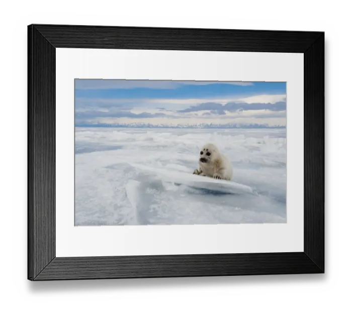 Framed Print : Baikal seal (Pusa sibirica) pup on ice, endemic species. Lake Baikal, Russia, April Framed Print : Baikal seal (Pusa sibirica) pup on ice, endemic species. Lake Baikal, Russia, April