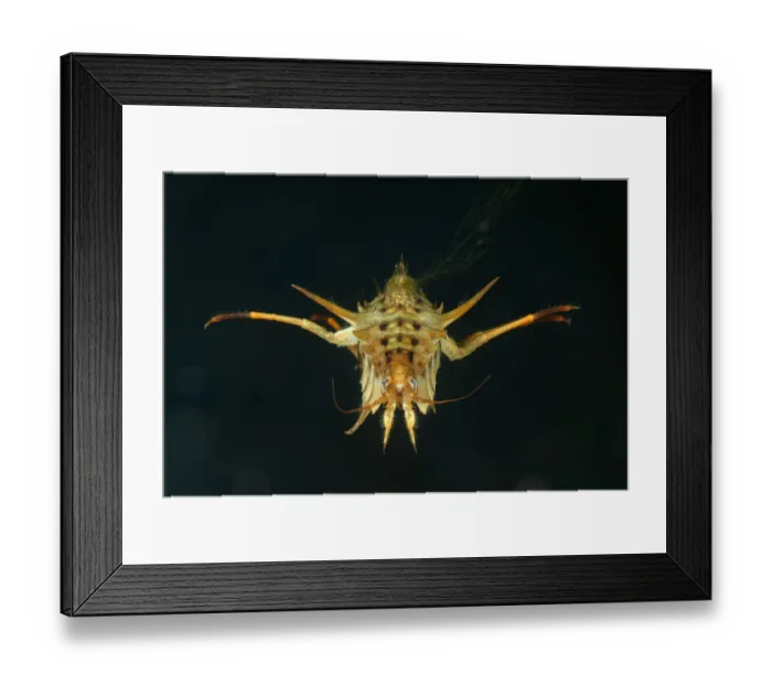 Framed Print : Amphipod (Acanthogammarus victorii), Lake Baikal, Russia. June. Endemic to Lake Baikal Framed Print : Amphipod (Acanthogammarus victorii), Lake Baikal, Russia. June. Endemic to Lake Baikal