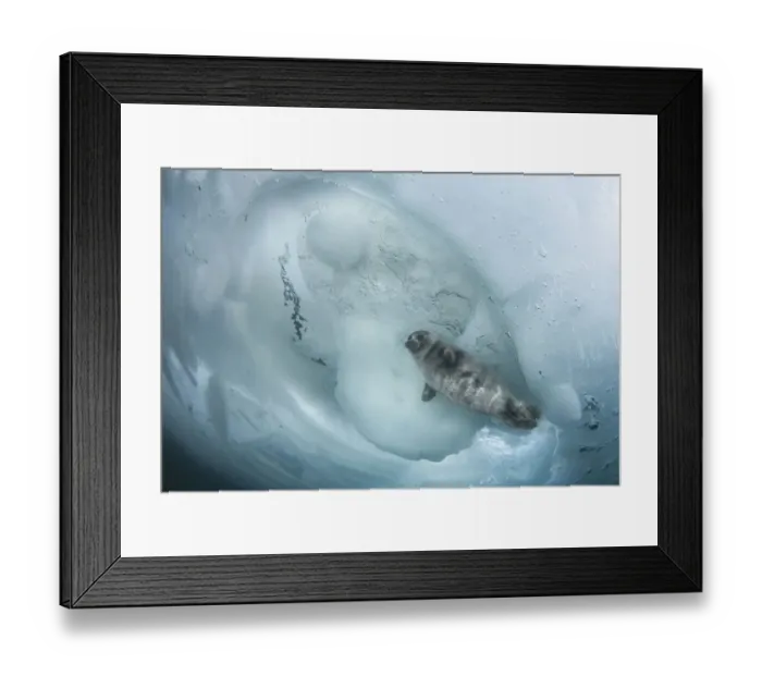Framed Print : Young Baikal seal (Pusa sibirica) at breathing hole Lake Baikal, Siberia, Russia. April Framed Print : Young Baikal seal (Pusa sibirica) at breathing hole Lake Baikal, Siberia, Russia. April