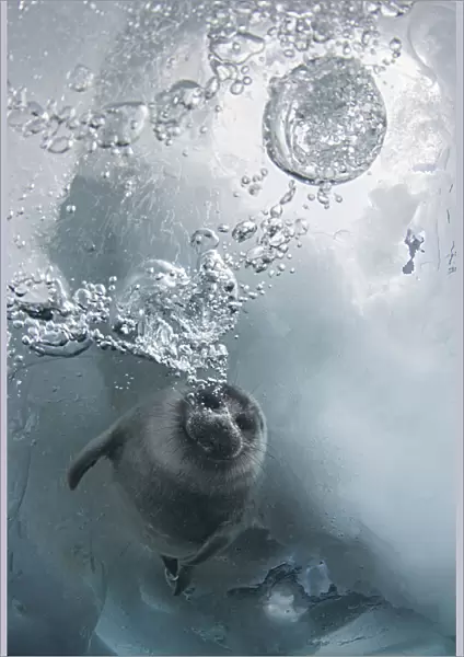 Young Baikal seal (Pusa sibirica) at breathing hole Lake Baikal, Siberia, Russia. April