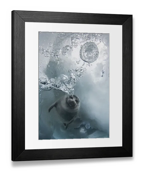 Framed Print : Young Baikal seal (Pusa sibirica) at breathing hole Lake Baikal, Siberia, Russia. April Framed Print : Young Baikal seal (Pusa sibirica) at breathing hole Lake Baikal, Siberia, Russia. April