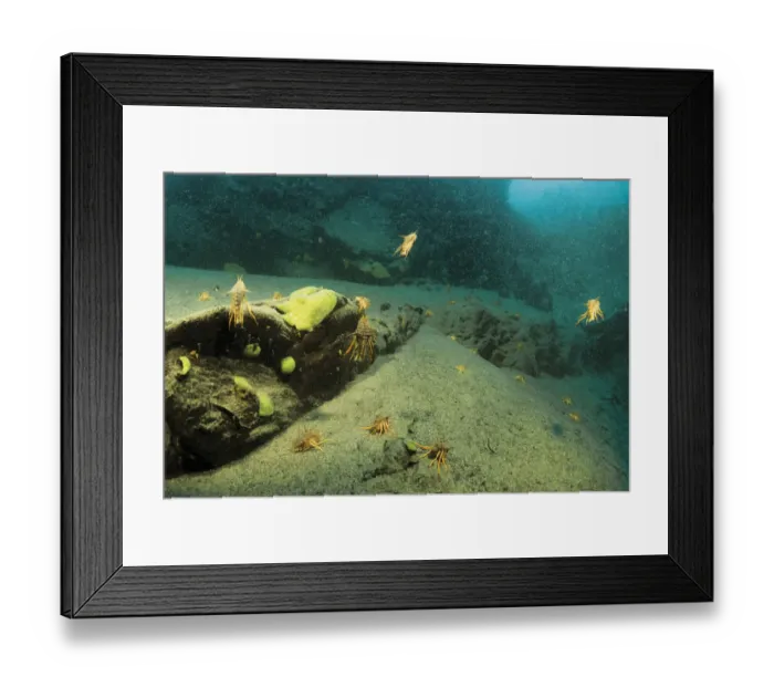 Framed Print : Amphipod (Acanthogammarus victorii) on lake bed, with some swimming, Lake Baikal Framed Print : Amphipod (Acanthogammarus victorii) on lake bed, with some swimming, Lake Baikal