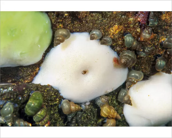 Lake baikal sponge and a mixture of freshwater snails Lake Baikal, Siberia, Russia
