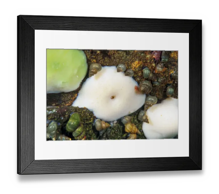 Framed Print : Lake baikal sponge and a mixture of freshwater snails Lake Baikal, Siberia, Russia Framed Print : Lake baikal sponge and a mixture of freshwater snails Lake Baikal, Siberia, Russia