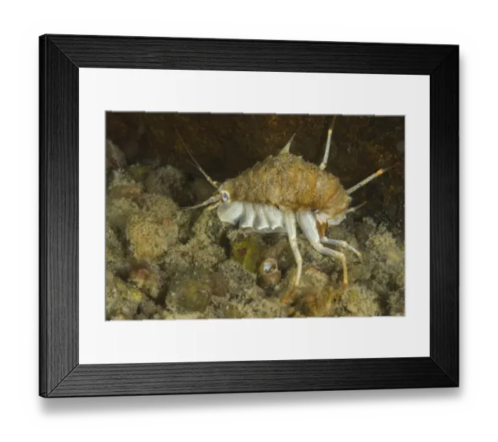 Framed Print : Amphipod (Acanthogammarus lappaceus) Lake Baikal, Siberia, Russia. Endemic to Lake Baikal Framed Print : Amphipod (Acanthogammarus lappaceus) Lake Baikal, Siberia, Russia. Endemic to Lake Baikal