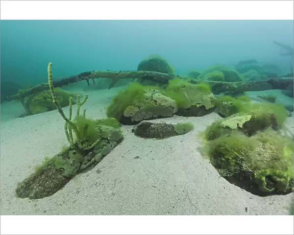 Endemic sponge (Lubomirskia baicalensis) encrusting rocks and branches on the lake floor