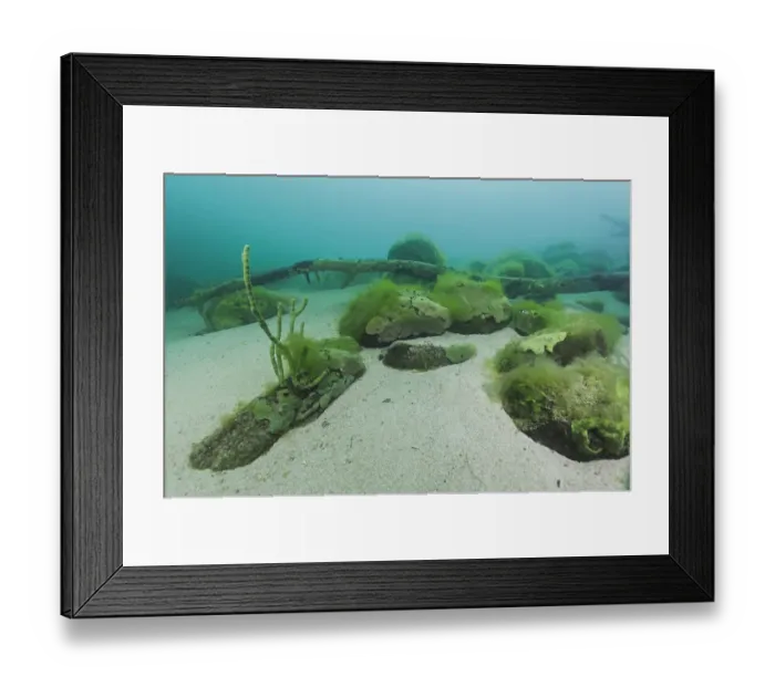 Framed Print : Endemic sponge (Lubomirskia baicalensis) encrusting rocks and branches on the lake floor Framed Print : Endemic sponge (Lubomirskia baicalensis) encrusting rocks and branches on the lake floor