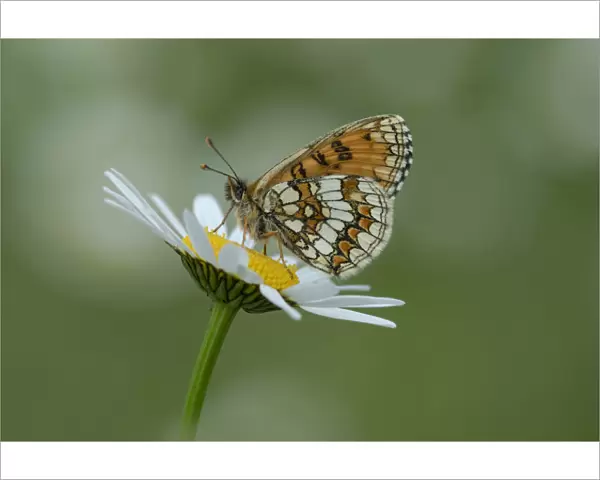 Heath fritillary butterfly (Melitaea athalia) on daisy flower, Pyrenees National Park