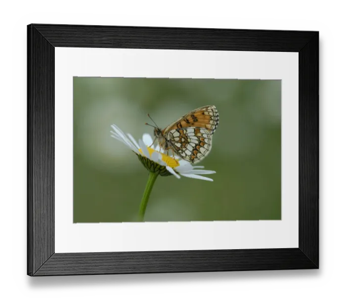 Framed Print : Heath fritillary butterfly (Melitaea athalia) on daisy flower, Pyrenees National Park Framed Print : Heath fritillary butterfly (Melitaea athalia) on daisy flower, Pyrenees National Park