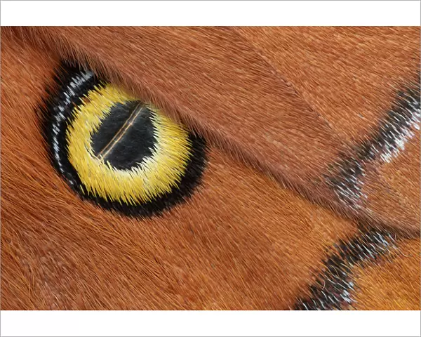Godmans silkmoth (Antheraea godmani) close up of eye spot on wing, Chiriqui Province
