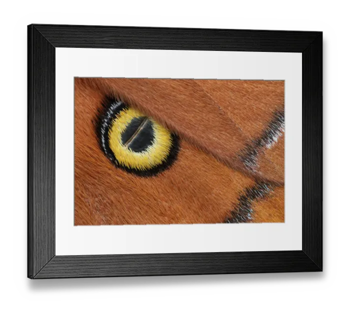 Framed Print : Godmans silkmoth (Antheraea godmani) close up of eye spot on wing, Chiriqui Province Framed Print : Godmans silkmoth (Antheraea godmani) close up of eye spot on wing, Chiriqui Province