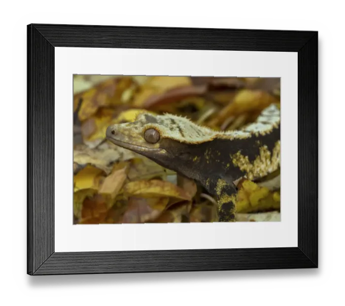 Framed Print : Crested gecko (Correlophus ciliatus), New Caledonia, controlled conditions Framed Print : Crested gecko (Correlophus ciliatus), New Caledonia, controlled conditions
